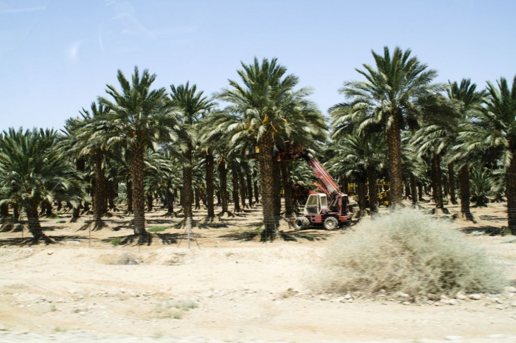 Palm tree plantations.